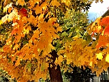 IMG 0807