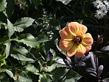 IMG 1690