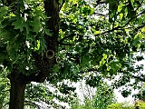 IMG 6179